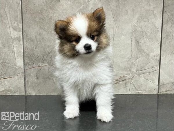 Pomeranian-DOG-Male-Brown / White-30046-Petland Frisco, Texas
