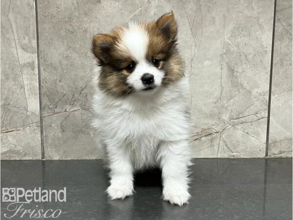 Pomeranian DOG Male Brown / White 30046 Petland Frisco, Texas