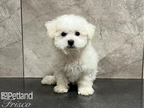 Bichon Frise DOG Female White 30030 Petland Frisco, Texas