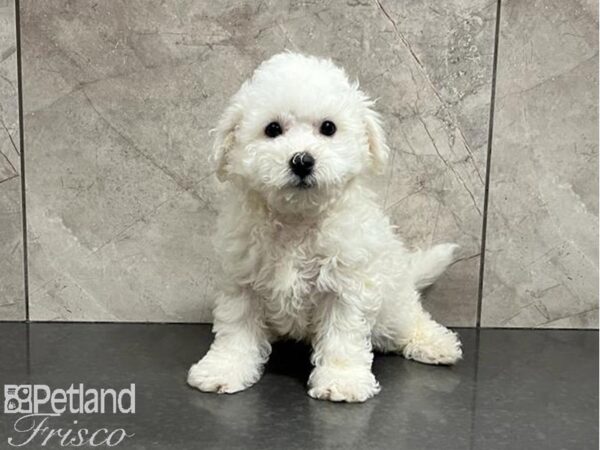 Bichon Frise-DOG-Male-White-30031-Petland Frisco & Mckinney, Texas
