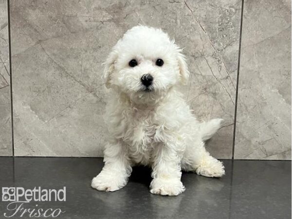 Bichon Frise DOG Male White 30031 Petland Frisco, Texas