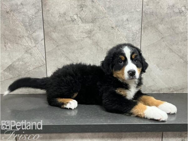 Bernese Mountain Dog DOG Female BLK WHT TAN 30038 Petland Frisco, Texas