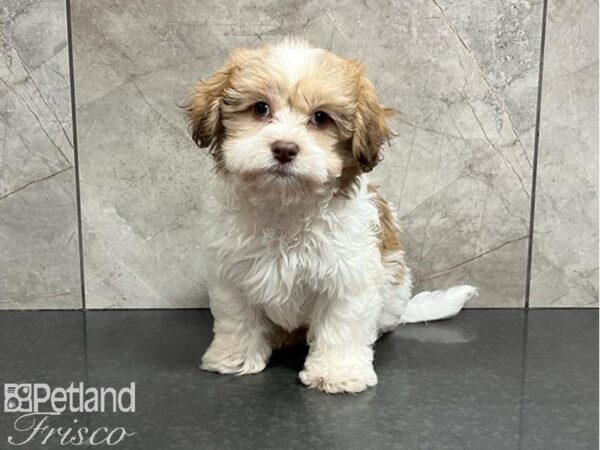 Teddy Bear DOG Male Gold / White 30027 Petland Frisco, Texas