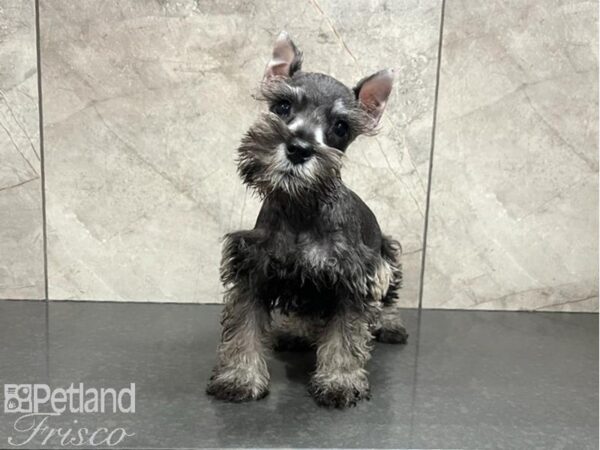 Miniature Schnauzer-DOG-Female-Salt / Pepper-30017-Petland Frisco, Texas