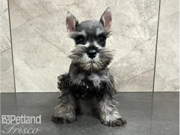 Miniature Schnauzer DOG Male Salt / Pepper 30018 Petland Frisco, Texas