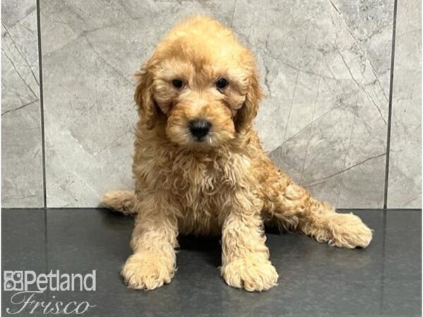 Goldendoodle Mini 2nd Gen-DOG-Male-Red-30052-Petland Frisco & Mckinney, Texas