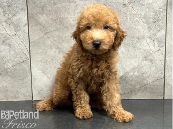 Goldendoodle Mini 2nd Gen DOG Male Red 30053 Petland Frisco, Texas