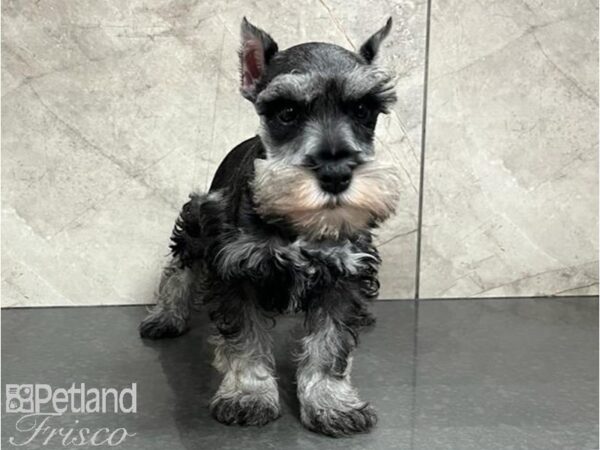 Miniature Schnauzer-DOG-Male-Salt / Pepper-30045-Petland Frisco & Mckinney, Texas