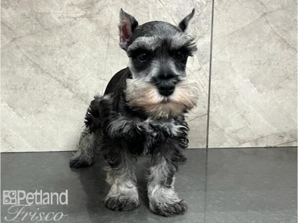 Miniature Schnauzer-DOG-Male-Salt / Pepper-30045-Petland Frisco, Texas