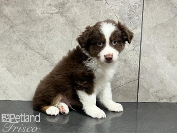 Miniature Australian Shepherd-DOG-Male-Red Black / White-30049-Petland Frisco, Texas