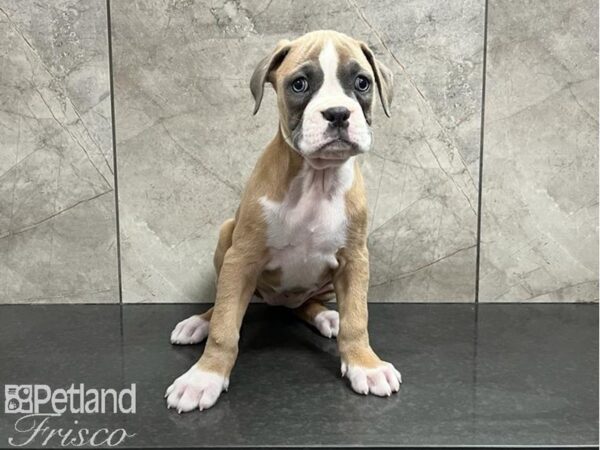 Boxer DOG Female Lilac / White 30048 Petland Frisco, Texas