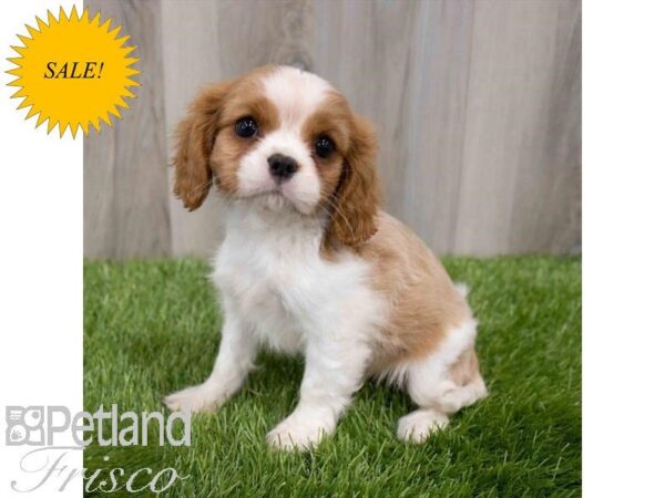 Cavalier King Charles Spaniel-DOG-Female-Blenheim-29914-Petland Frisco & Mckinney, Texas