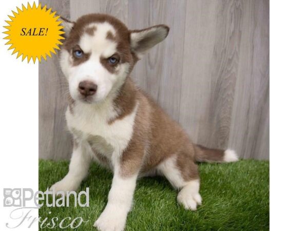 Siberian Husky DOG Male Red / White 29916 Petland Frisco, Texas