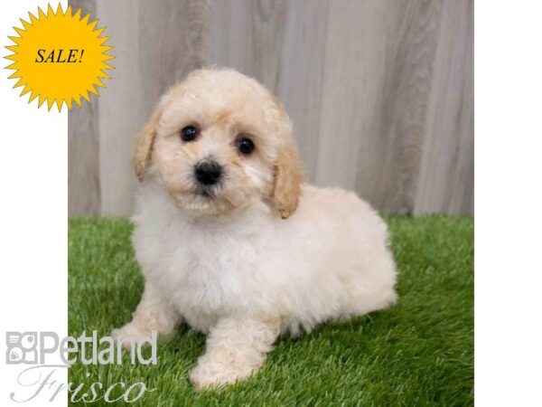 Bichapoo DOG Female Cream 29927 Petland Frisco, Texas