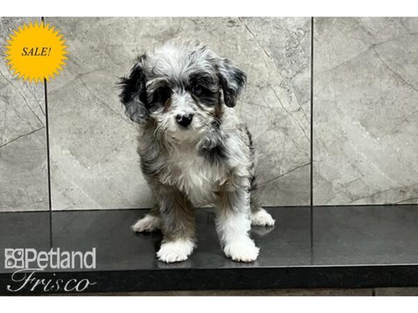 Miniature Aussiedoodle-DOG-Male-Blue Merle-29932-Petland Frisco, Texas