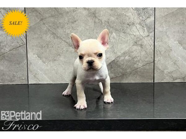 French Bulldog DOG Female Cream 29933 Petland Frisco, Texas