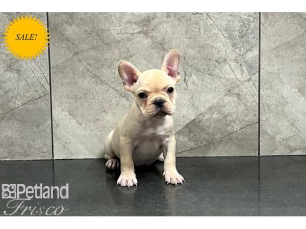 French Bulldog-DOG-Female-Cream-29934-Petland Frisco & Mckinney, Texas