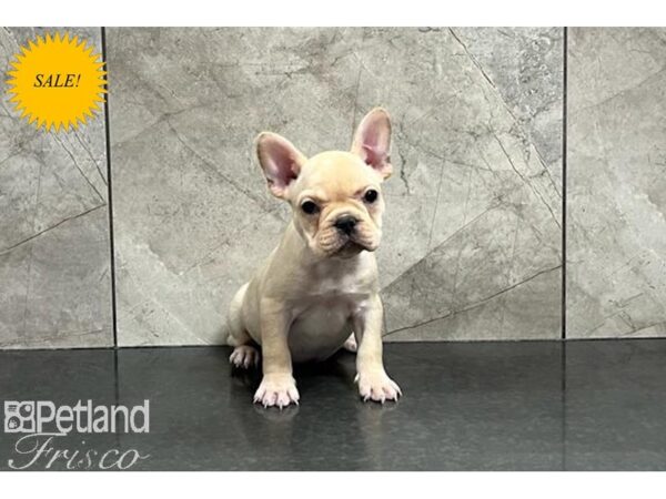 French Bulldog DOG Female Cream 29934 Petland Frisco, Texas