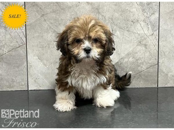 Lhasa Apso-DOG-Female-Sable-29936-Petland Frisco & Mckinney, Texas