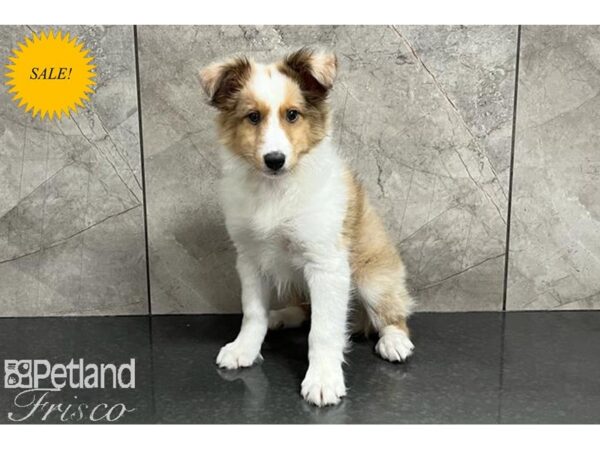 Shetland Sheepdog DOG Male Sable Merle / White 29938 Petland Frisco, Texas