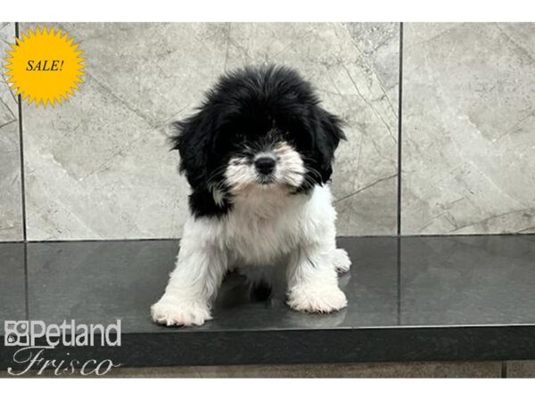 Cavapoo DOG Female Black and White 29940 Petland Frisco, Texas