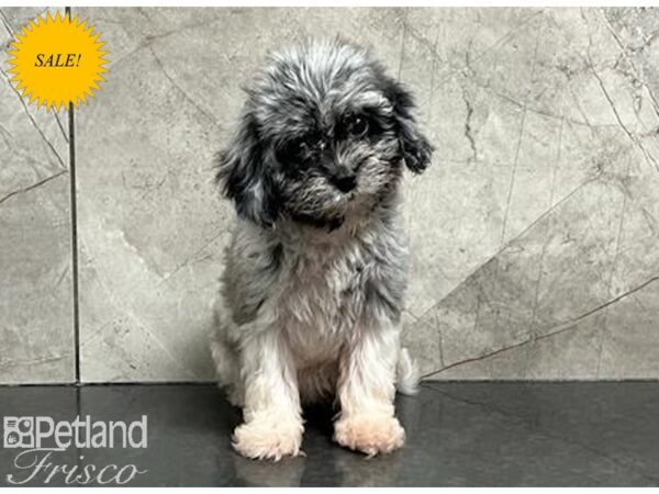 Cavapoo DOG Female Blue Merle 29942 Petland Frisco, Texas