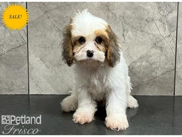 Cavapoo DOG Male 29943 Petland Frisco, Texas