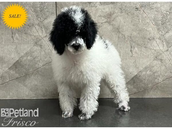 Poodle DOG Male Black and White 29945 Petland Frisco, Texas