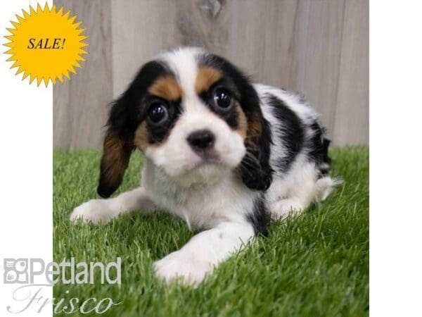 Cavalier King Charles Spaniel DOG Female Tri-Colored 29949 Petland Frisco, Texas