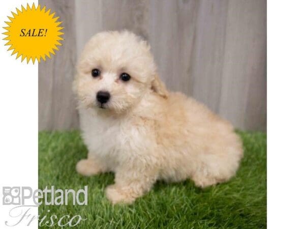 Miniature Poodle DOG Female Apricot 29957 Petland Frisco, Texas