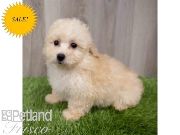 Miniature Poodle-DOG-Female-Apricot-29957-Petland Frisco & Mckinney, Texas
