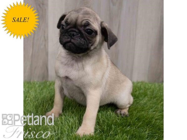 Pug DOG Female Fawn 29959 Petland Frisco, Texas