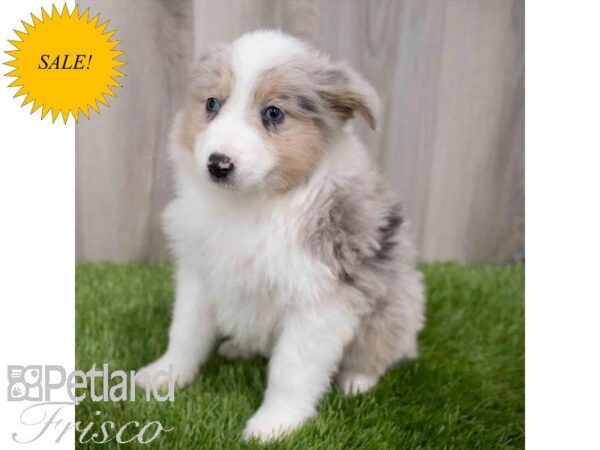 Miniature Australian Shepherd-DOG-Female-Blue Merle-29968-Petland Frisco & Mckinney, Texas