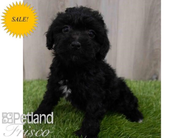 Cock A Poo 2nd Gen-DOG-Female-Black-29970-Petland Frisco & Mckinney, Texas