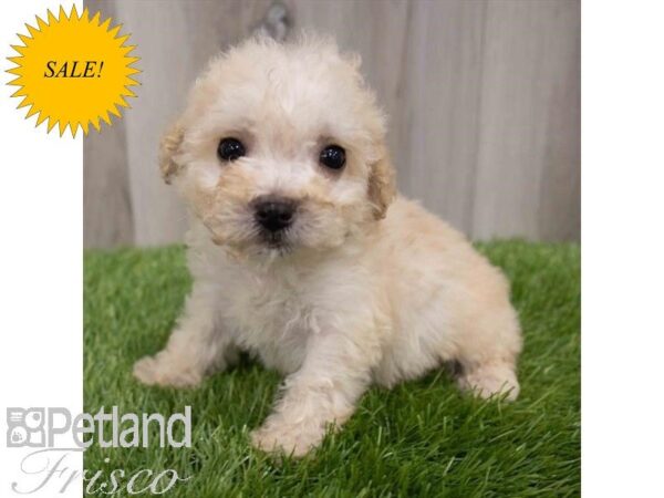 Cock A Poo 2nd Gen DOG Male Cream 29971 Petland Frisco, Texas