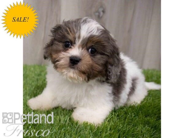 Cavapoo-DOG-Male-Blue-29972-Petland Frisco, Texas