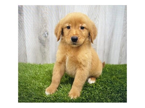 Golden Retriever DOG Male Dark Golden 30070 Petland Frisco, Texas