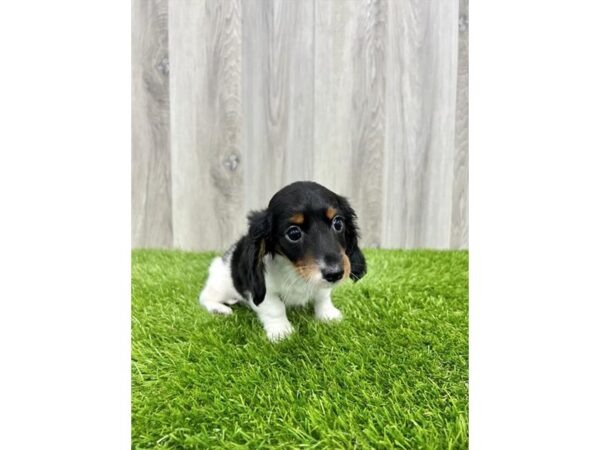 Dachshund DOG Male Black / Tan 30068 Petland Frisco, Texas