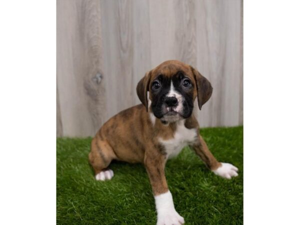 Boxer DOG Female Brindle / White 30066 Petland Frisco, Texas