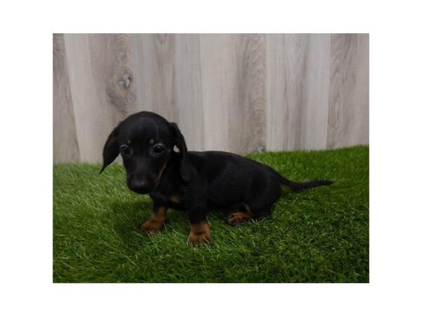 Dachshund DOG Female Black / Tan 30069 Petland Frisco, Texas