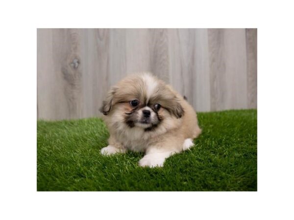 Pekingese-DOG-Female-Fawn-30073-Petland Frisco & Mckinney, Texas