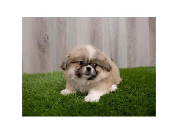 Pekingese DOG Female Fawn 30073 Petland Frisco, Texas