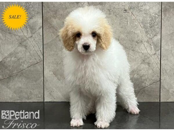 Poodle-DOG-Male-White and Tan-29944-Petland Frisco & Mckinney, Texas