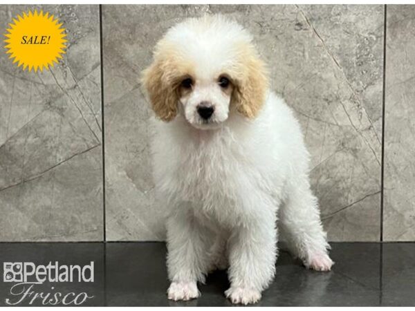 Poodle DOG Male White and Tan 29944 Petland Frisco, Texas