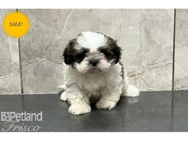 Shih Tzu-DOG-Male--29991-Petland Frisco, Texas