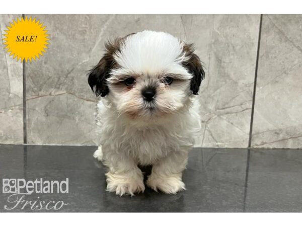 Shih Tzu DOG Male 29992 Petland Frisco, Texas