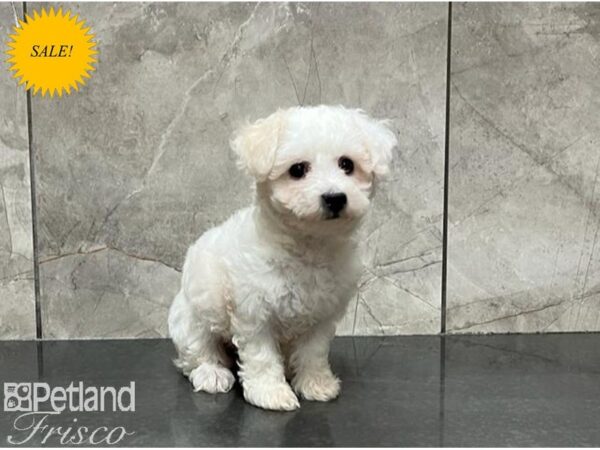 Bichon Frise-DOG-Female-White-29995-Petland Frisco, Texas