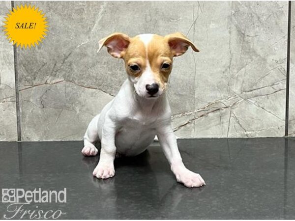 Chihuahua DOG Male White / Fawn 29997 Petland Frisco, Texas