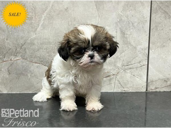 Shih Tzu-DOG-Female-Brindle / White-29999-Petland Frisco, Texas