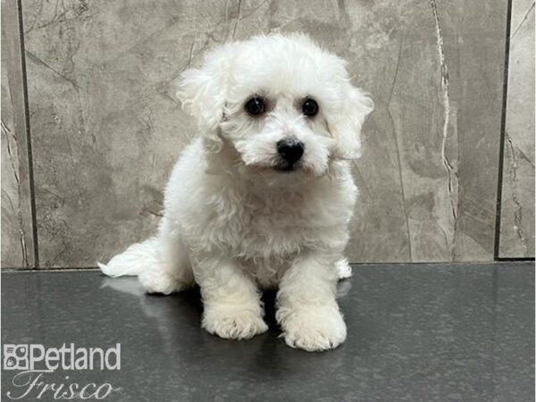 Bichon Frise-DOG-Male-White-30079-Petland Frisco & Mckinney, Texas